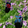 PULSERA MARIPOSA